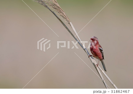 ベニマシコ-Long tailed Rosefinch 31862467
