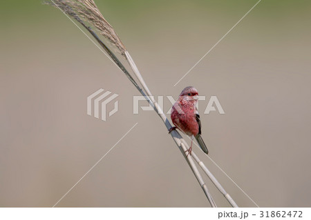 ベニマシコ-Long tailed Rosefinch 31862472