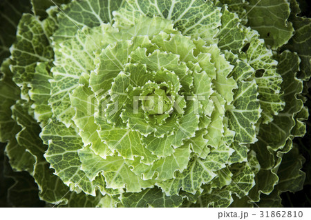 Ornamental cabbage decorative Ornamental cabbage decorative 31862810
