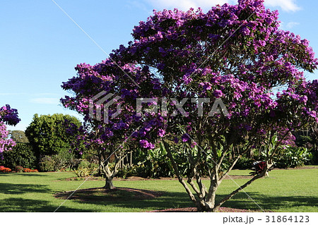 シコンノボタン　紫色の美しい花を咲かせる樹木 31864123