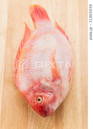 Red Tilapia 31865039