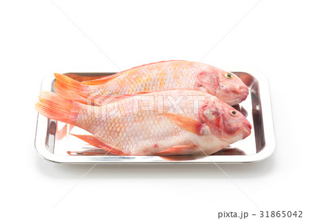 Red Tilapia 31865042