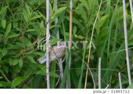 ベニマシコ-Long tailed Rosefinch 31865712