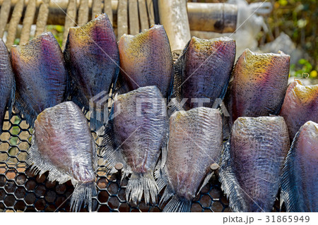 Gourami 31865949