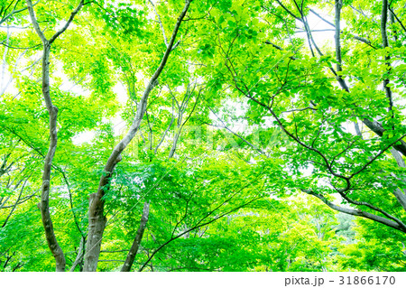 爽やかな新緑イメージ 森林 葉っぱ エコロジー 見上げる 植物 春イメージ 爽やかな新緑イメージ 森林 葉っぱ エコロジー 見上げる 植物 春イメージ 31866170