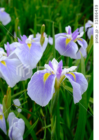 菖蒲 31866439