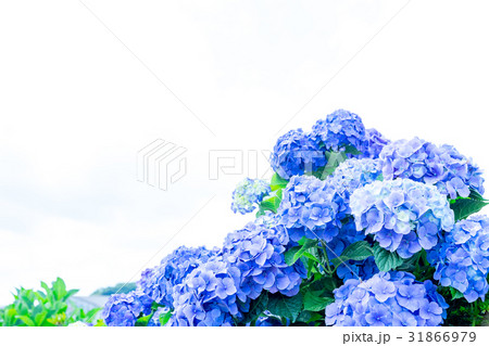 アジサイ 紫陽花 あじさい 梅雨時期 アジサイ 紫陽花 あじさい 梅雨時期 31866979