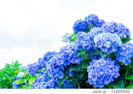 アジサイ　紫陽花　あじさい　梅雨時期 31866980