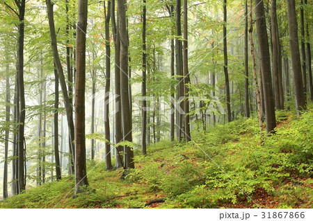 Beech forest in misty weather in early autumn 31867866