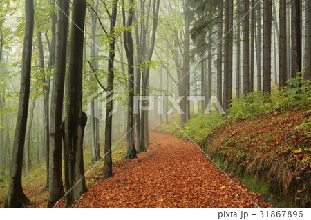 Path through the autumn forest on a misty day 31867896