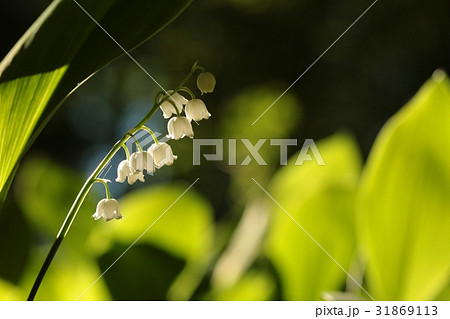 Lily of the valley in May morning 31869113