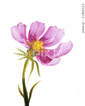 Pink cosmos flower 31869323