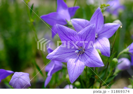 桔梗 31869374