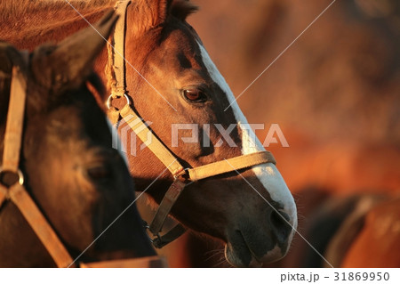 Horse at dusk, December, Poland Horse at dusk, December, Poland 31869950