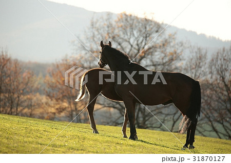 Mare in the pasture with a young horse 31870127