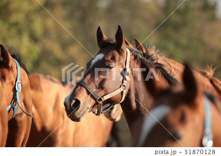 Head of a horse at dusk 31870128