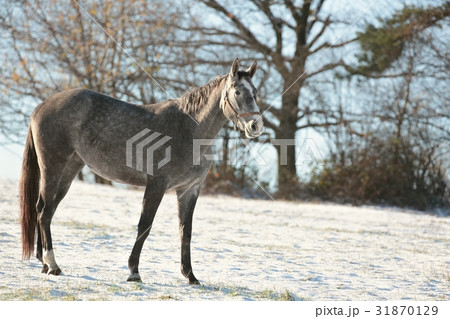 Horse in a snowy pasture in the morning 31870129