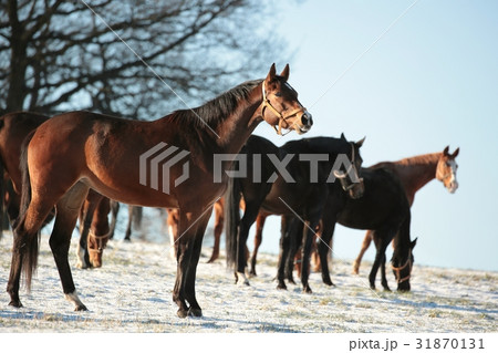 Horses in a snowy pasture in the morning Horses in a snowy pasture in the morning 31870131