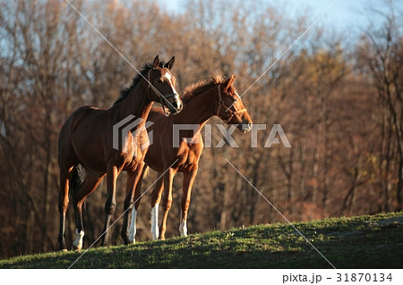 Horses on pasture at dusk Horses on pasture at dusk 31870134