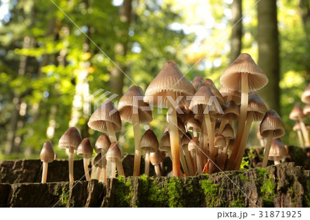 Mushrooms on a rotten tree on forest background 31871925
