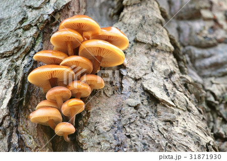 Family of mushrooms on a tree trunk Family of mushrooms on a tree trunk 31871930