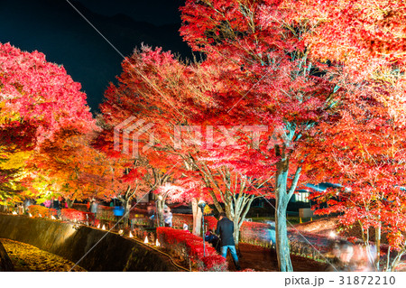 《山梨県》富士河口湖町・紅葉ライトアップ《もみじ回廊》 31872210