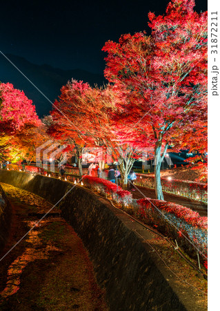 《山梨県》富士河口湖町・紅葉ライトアップ《もみじ回廊》 《山梨県》富士河口湖町・紅葉ライトアップ《もみじ回廊》 31872211
