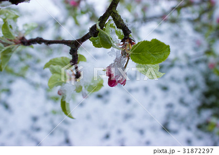 Snowy apple blossoms Snowy apple blossoms 31872297