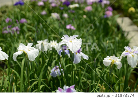 白いハナショウブ 31873574