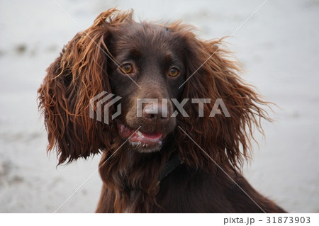 Chocolate working cocker outlet spaniel