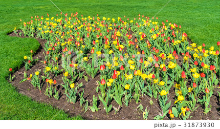 Red and yellow tulips in Queen Victoria Park - 31873930