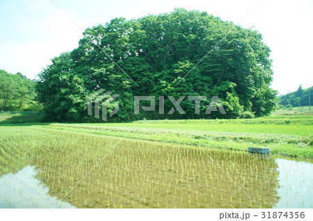 新緑 新緑 31874356