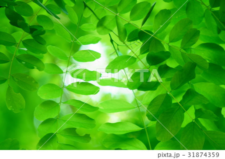 若葉 若葉 31874359