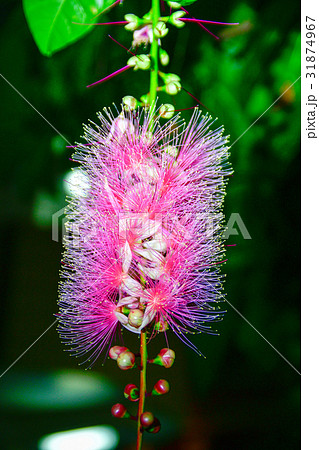 サガリバナ サガリバナ 31874967