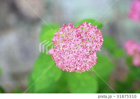 アジサイ　アナベルの花 31875310