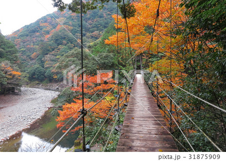 大杉谷の地獄谷吊橋 大杉谷の地獄谷吊橋 31875909
