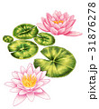 睡蓮 31876278