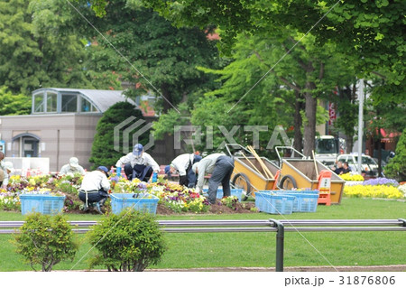 北海道札幌市の大通公園の花壇の整備をする作業員 31876806