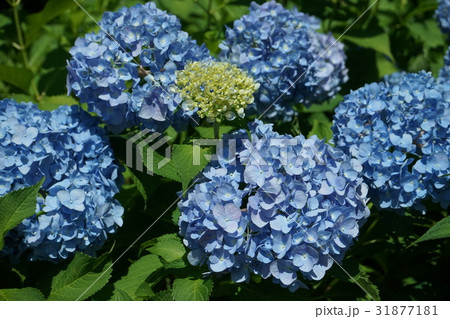アジサイ花　青色　09 31877181