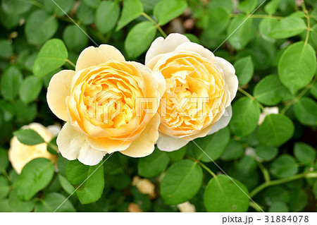 薔薇(シャルロット) 薔薇(シャルロット) 31884078