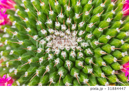 closeup cactus thorn. nature pattern. closeup cactus thorn. nature pattern. 31884447