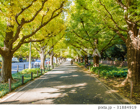 ginkgo trees in Jingu Gaien park ,Japan ginkgo trees in Jingu Gaien park ,Japan 31884919