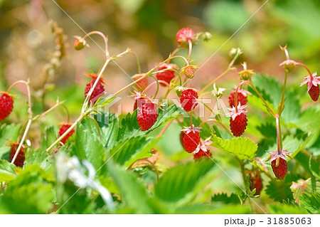 ワイルドストロベリー 31885063