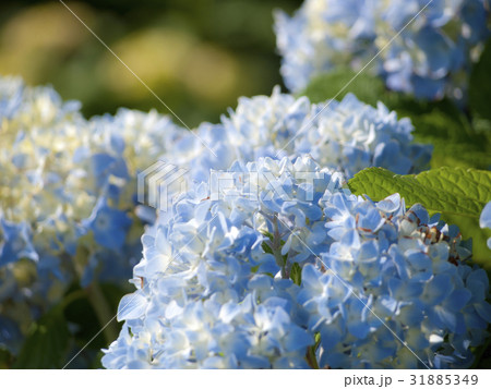 紫陽花　水色 31885349