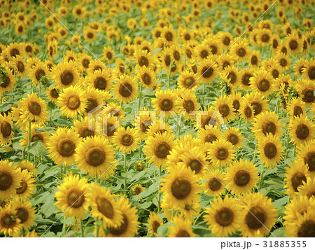 ひまわり畑 31885355