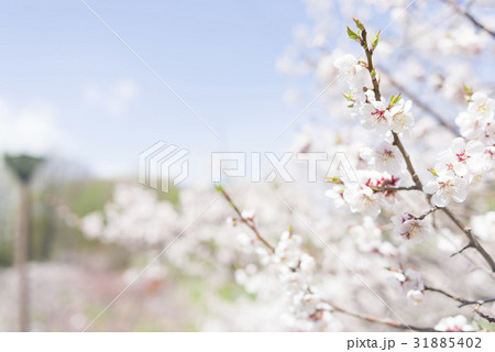 梅の花（白梅） 31885402