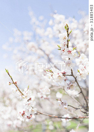 梅の花 白梅 の写真素材