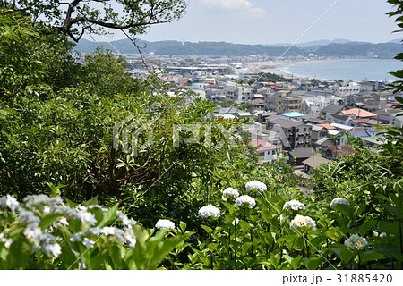 アジサイと由比ヶ浜 31885420