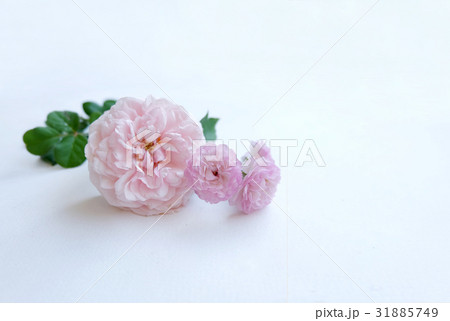 Pink rose petals isolated on white background for Pink rose petals isolated on white background for 31885749