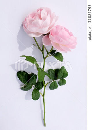 Pink rose petals isolated on white background Pink rose petals isolated on white background 31885793